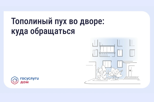 Что делать, если двор заполонил тополиный пух